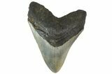 Serrated, Fossil Megalodon Tooth - North Carolina #158186-2